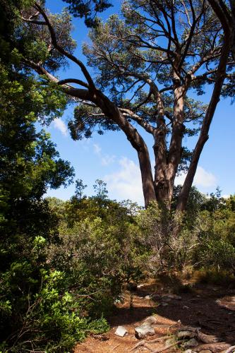 Kirstenbosch National Botanical Garden