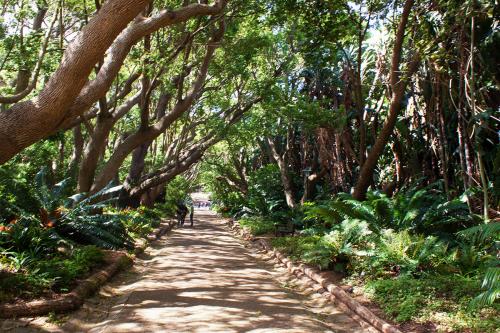 Kirstenbosch National Botanical Garden