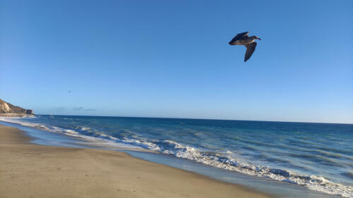 Pacific coast beach